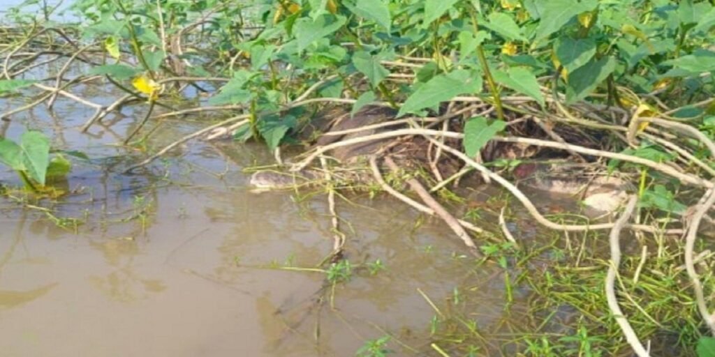 हाथी के बच्चे की दर्दनाक मौत, नदी की तेज धारा में बहकर झाड़ी में अटका