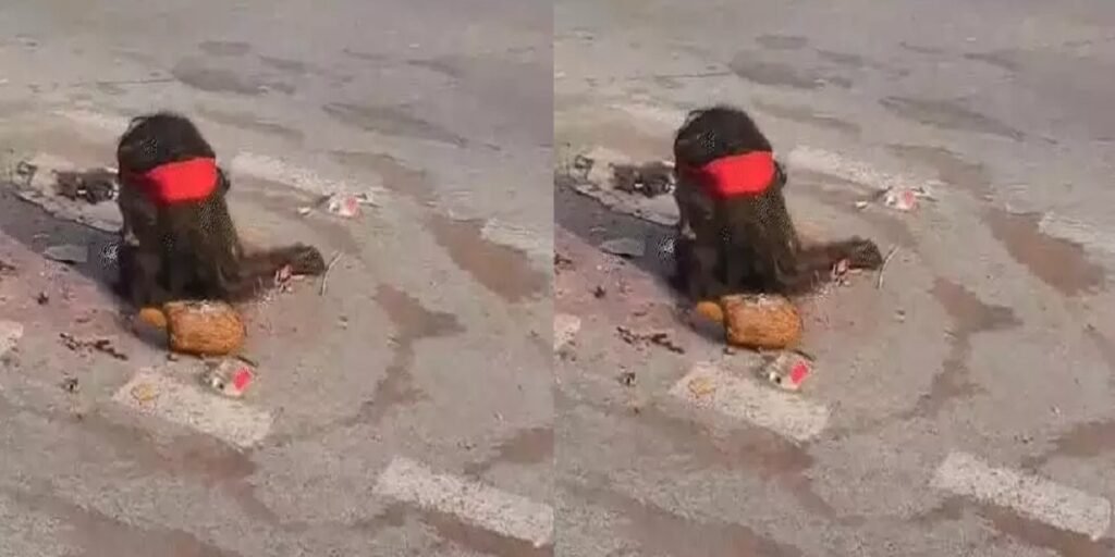 CG News: इंसानी पुतले का सिर काटकर रखा, वीडियो सोशल मीडिया पर वायरल