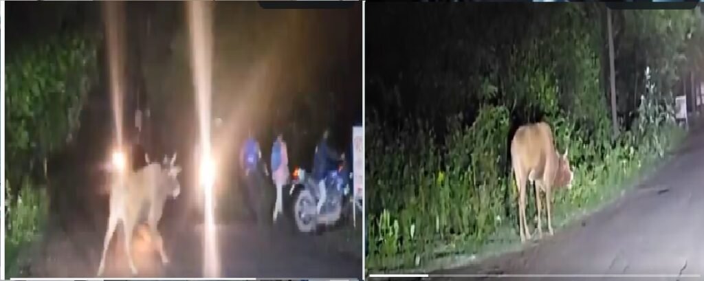 Bilaspur News: महमंद रोड पर दहशत, पागल सांड ने एक दिन में 5 लोगों पर किया हमला, 1 की मौत