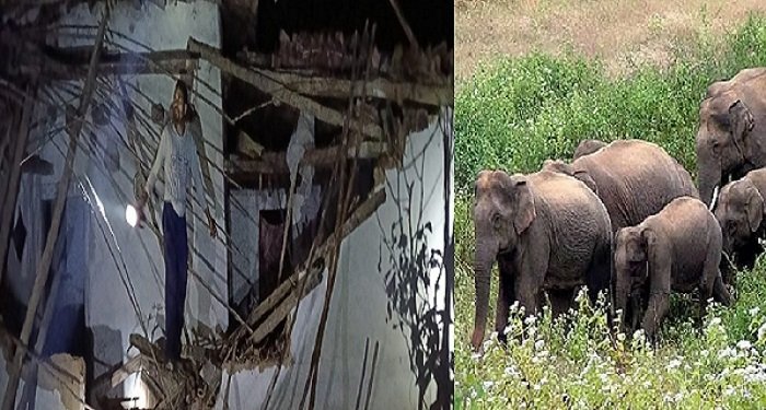 Chhattisgarh : हाथियों का आतंक गांव में.. घरों और फसलों को भारी नुकसान, वन विभाग अलर्ट पर
