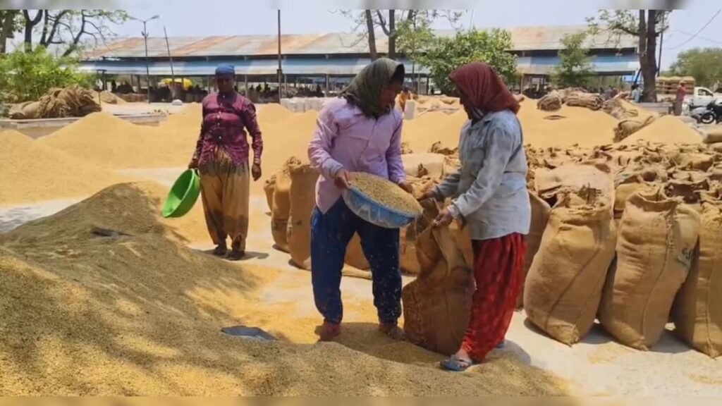 Chhattisgarh: धान खरीदी के लिए एग्रीस्टैक पोर्टल में पंजीयन अनिवार्य, किसान 31 अक्टूबर तक कर सकते हैं रजिस्ट्रेशन