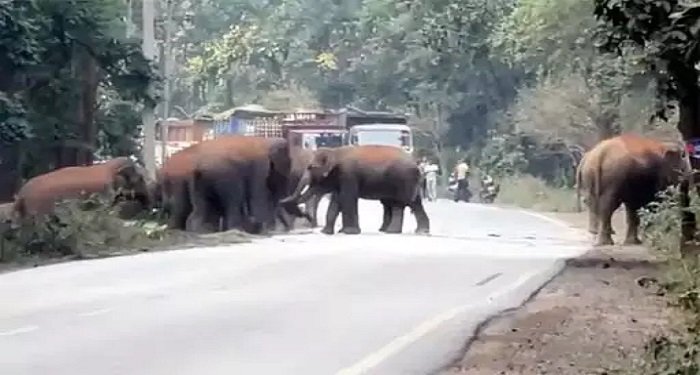 जंगल से निकले 25 हाथी, ग्रामीणों में दहशत… कई गांवों में प्रशासन ने जारी किया अलर्ट