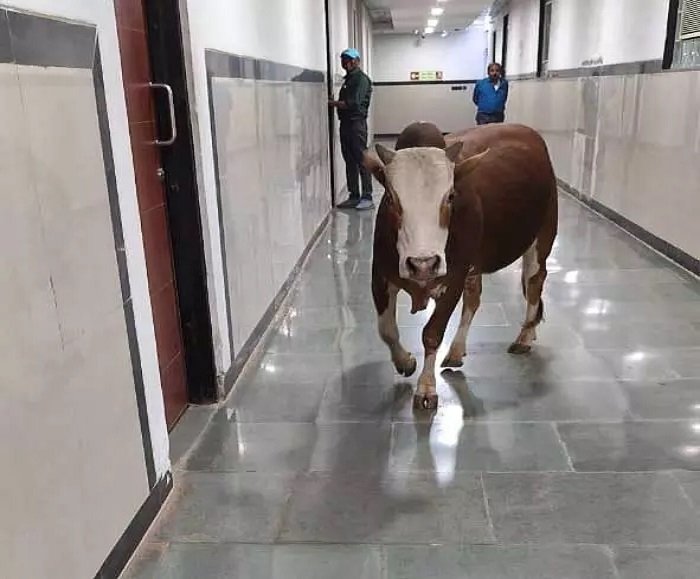इंद्रावती भवन में सांड घुमता रहा, सुरक्षा व्यवस्था फेल, मंत्रालय में हड़कंप