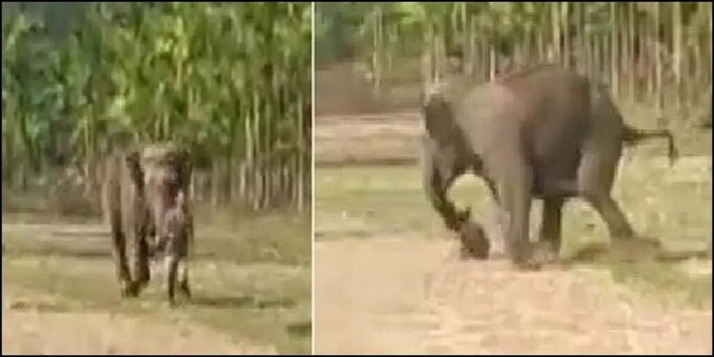 CG News: हाथियों का कहर! युवक को कुचलने के बाद अंतिम संस्कार में फिर मचाया आतंक